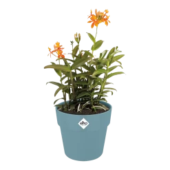 Bloempot Elho B.for Original Rond 30cm -Duifblauw 8 Bloempot Elho B.for Original Rond 30cm -Duifblauw -Huisdecoratie bfor original rond bloempot duifblauw 3 1