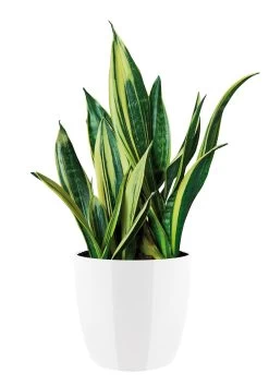 Bloempot Elho Brussels Diamond Rond 25cm - Wit -Huisdecoratie brussels diamond rond 25cm bloempot wit 6 20