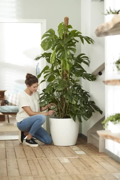 Bloempot Elho Brussels Rond 47cm - Met Wielen - Wit 7 Bloempot Elho Brussels Rond 47cm - Met Wielen - Wit -Huisdecoratie elho brussels rond wielen 47 wit bloempot 7 7