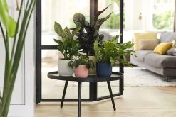 Bloempot Elho Vibes Fold Rond - D22 X H20cm - Zijdewit 13 Bloempot Elho Vibes Fold Rond - D22 X H20cm - Zijdewit -Huisdecoratie elho vibes fold rond 22 wit d22 h20cm bloempot zijdewit 7 18