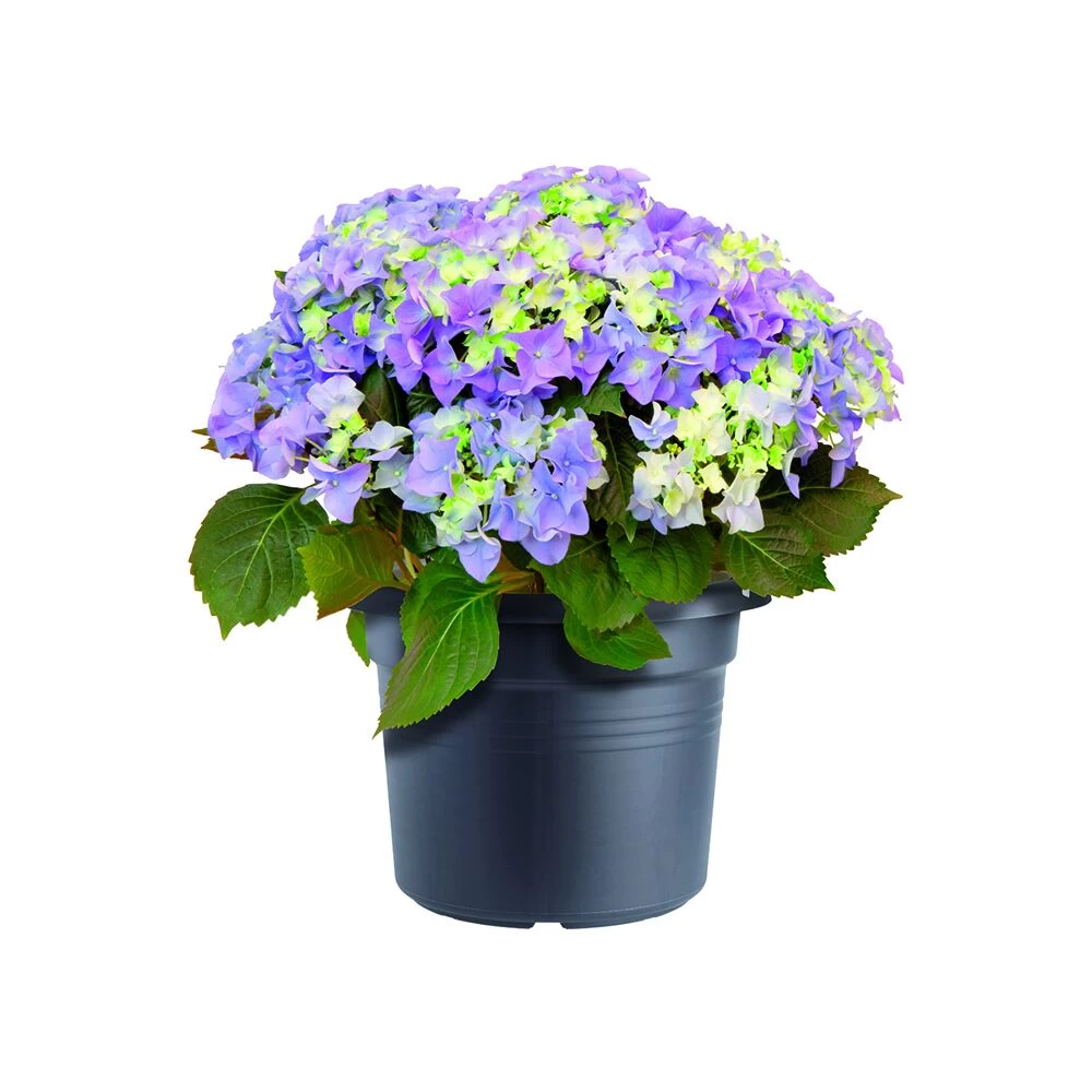 Bloempot Elho Green Basics Cilinder 40cm - Living Black 4 Bloempot Elho Green Basics Cilinder 40cm - Living Black - Afbeelding 2