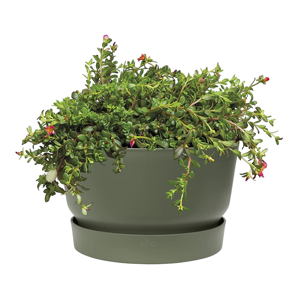 Plantenschaal Elho Greenville 33cm - Bladgroen 4 Plantenschaal Elho Greenville 33cm - Bladgroen - Afbeelding 2