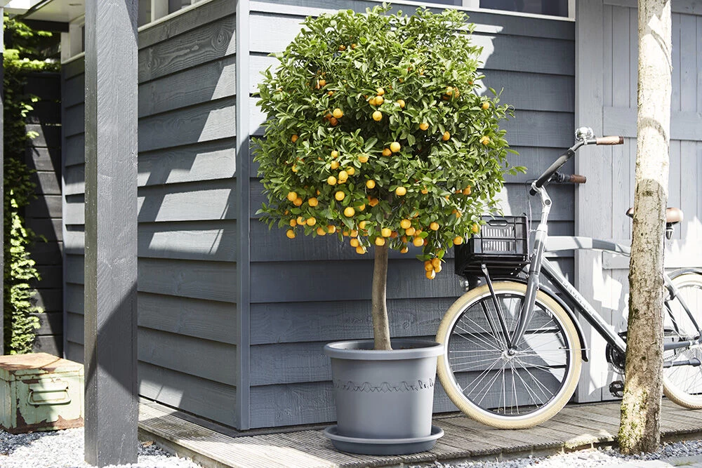 Plantenschotel Elho Universeel Rond 48cm - Antraciet 6 Plantenschotel Elho Universeel Rond 48cm - Antraciet - Afbeelding 4