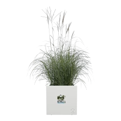 Elho Vivo Next Vierkant Wielen 30cm - Wit 13 Elho Vivo Next Vierkant Wielen 30cm - Wit -Huisdecoratie vivo next vierkant wielen 30cm wit 5 1